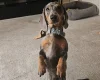 Dachshund (Smooth Haired)