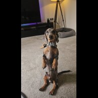 Dachshund (Smooth Haired)