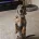 Dachshund (Smooth Haired)