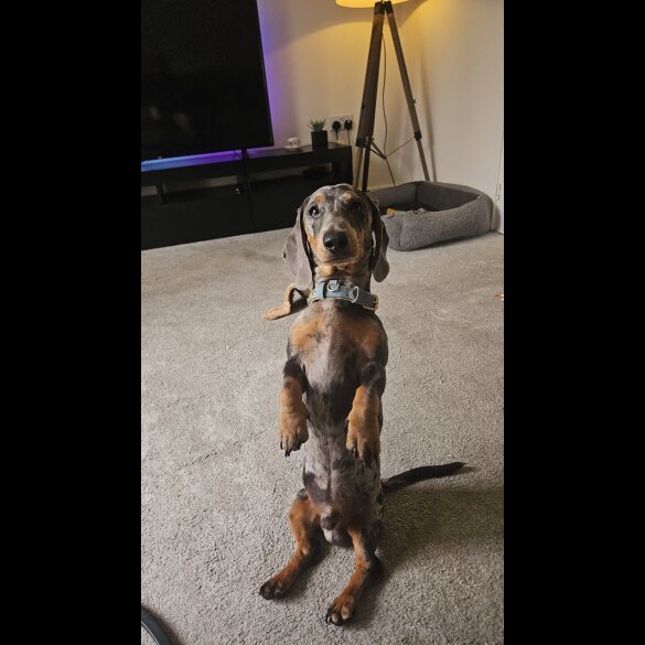 Dachshund (Smooth Haired)