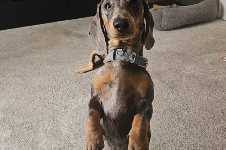 Dachshund (Smooth Haired)