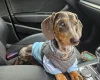 Dachshund (Smooth Haired)