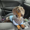 Dachshund (Smooth Haired)