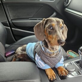 Dachshund (Smooth Haired)