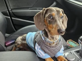 Dachshund (Smooth Haired)