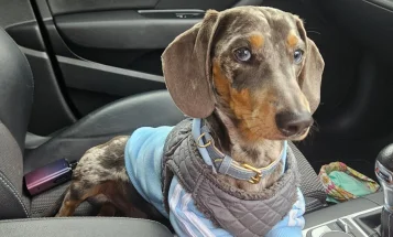 Dachshund (Smooth Haired)