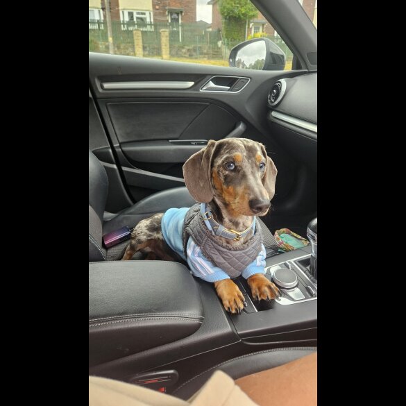 Dachshund (Smooth Haired)