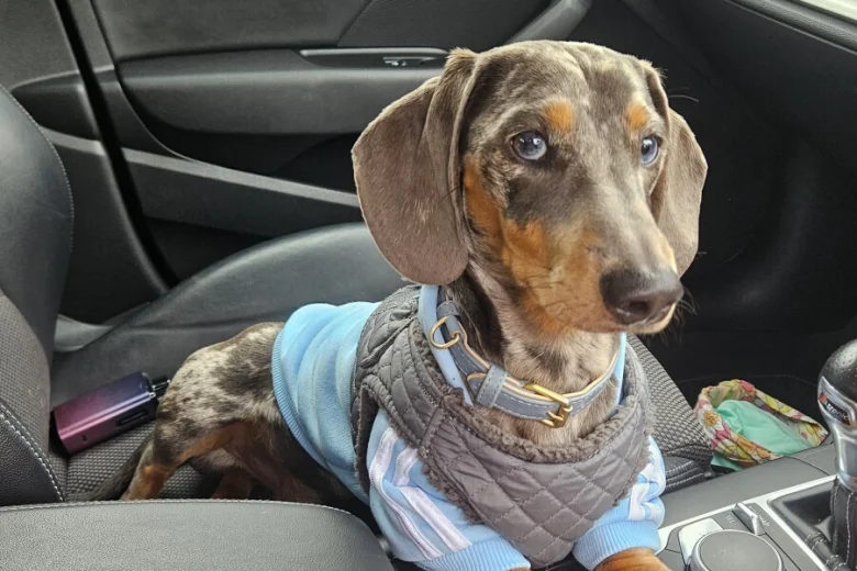 Dachshund (Smooth Haired)
