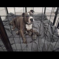 Staffordshire Bull Terrier
