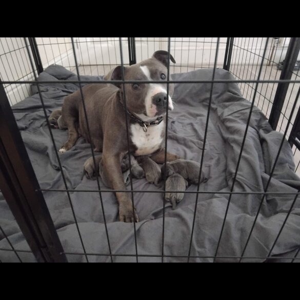 Staffordshire Bull Terrier