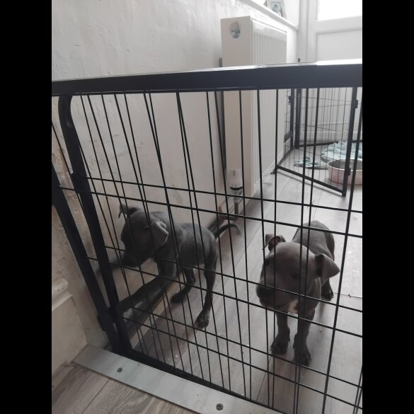Staffordshire Bull Terrier
