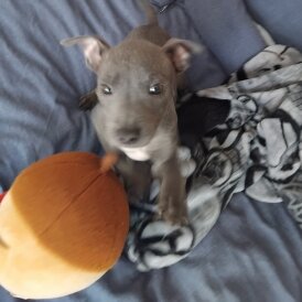 Staffordshire Bull Terrier