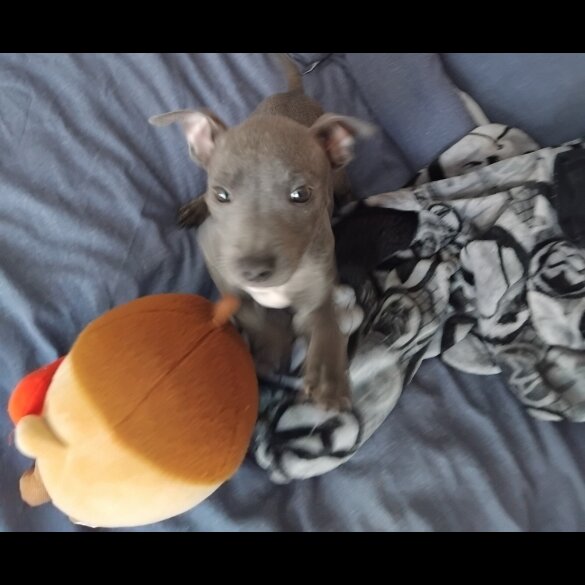 Staffordshire Bull Terrier