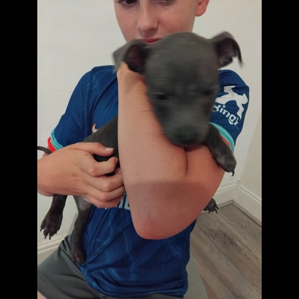 Staffordshire Bull Terrier