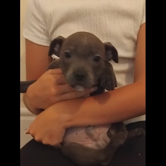 Staffordshire Bull Terrier