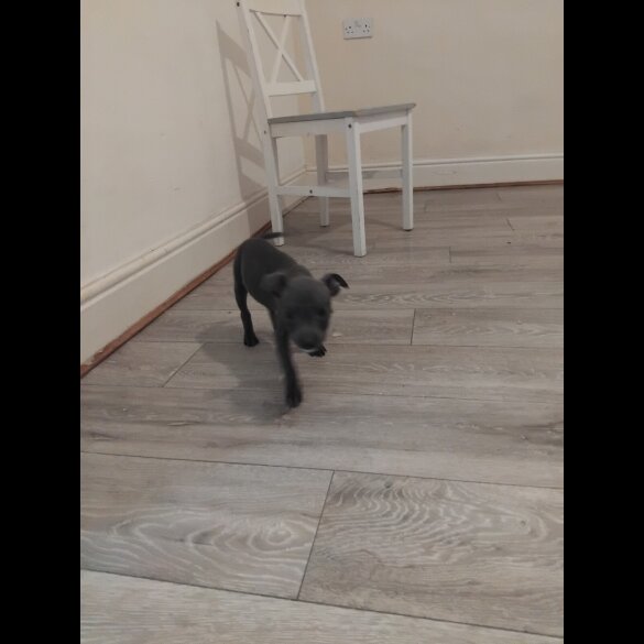 Staffordshire Bull Terrier