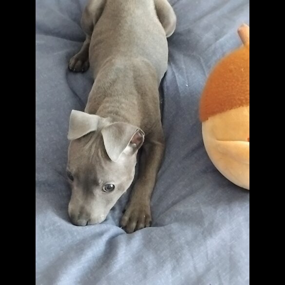 Staffordshire Bull Terrier