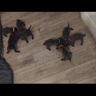 Staffordshire Bull Terrier