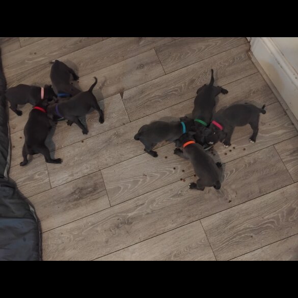 Staffordshire Bull Terrier