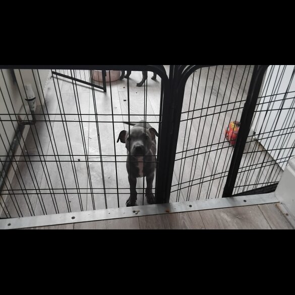 Staffordshire Bull Terrier