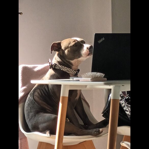 Staffordshire Bull Terrier