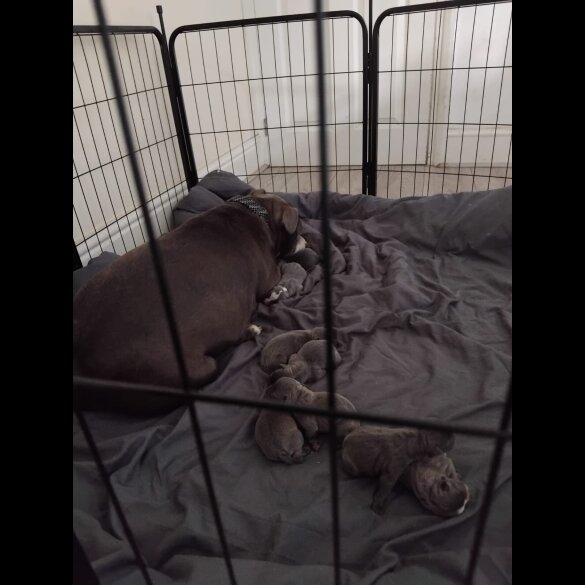 Staffordshire Bull Terrier