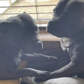 Staffordshire Bull Terrier