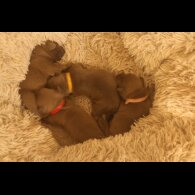 Staffordshire Bull Terrier