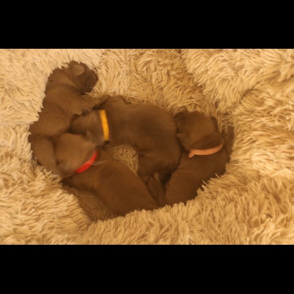 Staffordshire Bull Terrier