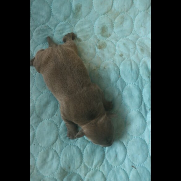 Staffordshire Bull Terrier