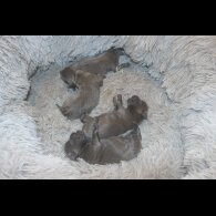 Staffordshire Bull Terrier