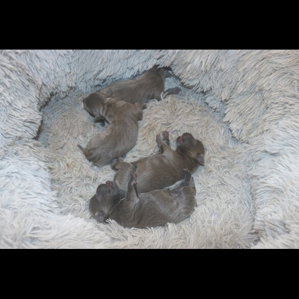 Staffordshire Bull Terrier