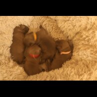Staffordshire Bull Terrier