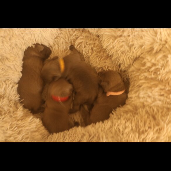 Staffordshire Bull Terrier