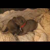 Staffordshire Bull Terrier