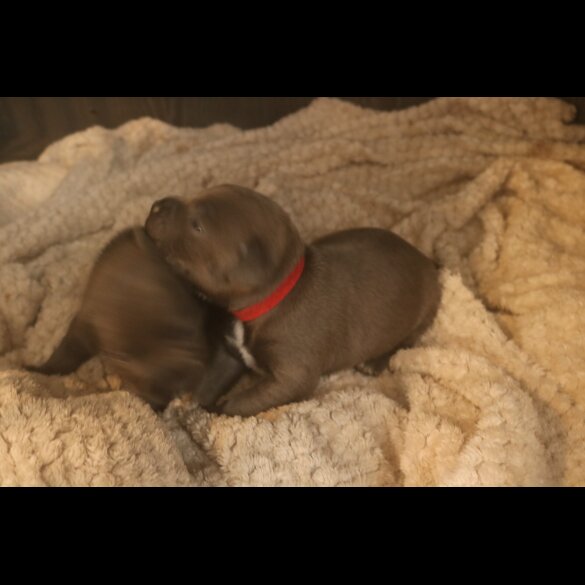 Staffordshire Bull Terrier