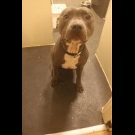 Staffordshire Bull Terrier