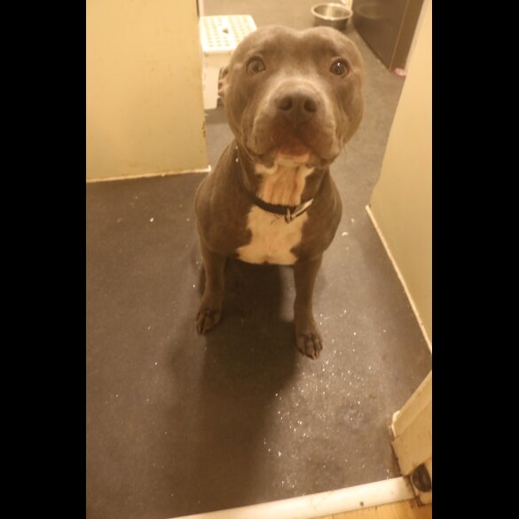 Staffordshire Bull Terrier