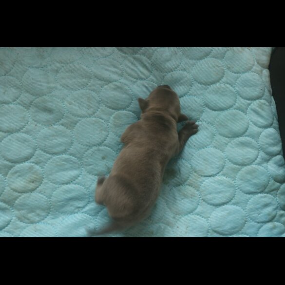 Staffordshire Bull Terrier