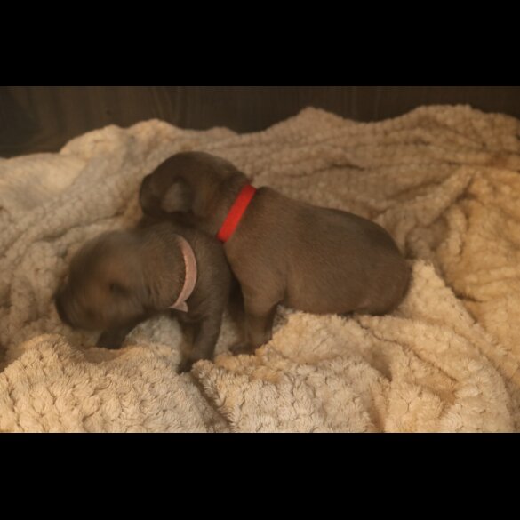 Staffordshire Bull Terrier
