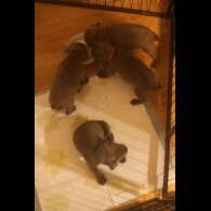 Staffordshire Bull Terrier