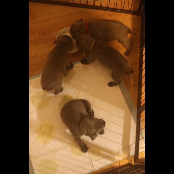 Staffordshire Bull Terrier