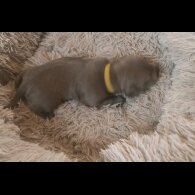 Staffordshire Bull Terrier