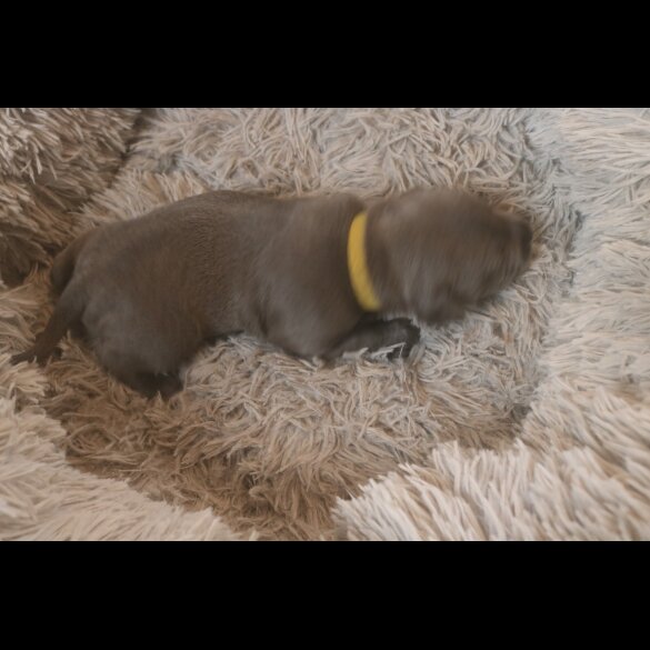 Staffordshire Bull Terrier