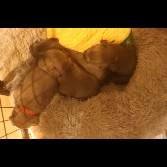 Staffordshire Bull Terrier