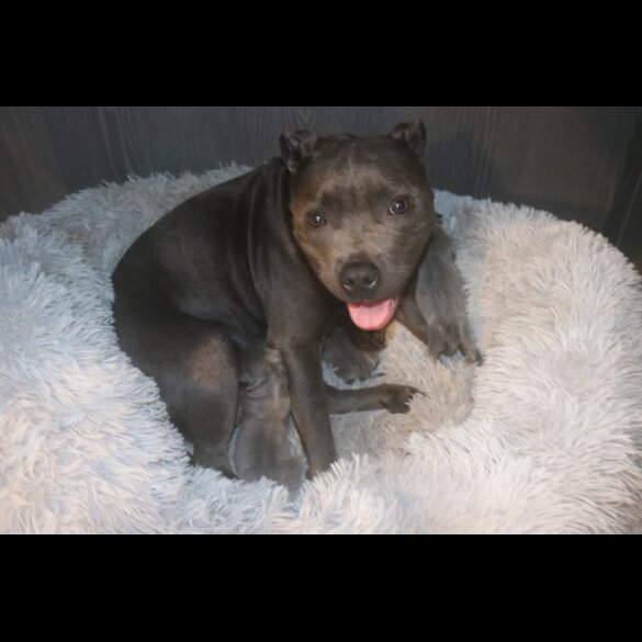 Staffordshire Bull Terrier
