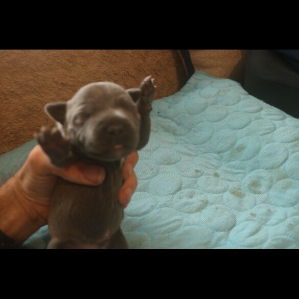 Staffordshire Bull Terrier