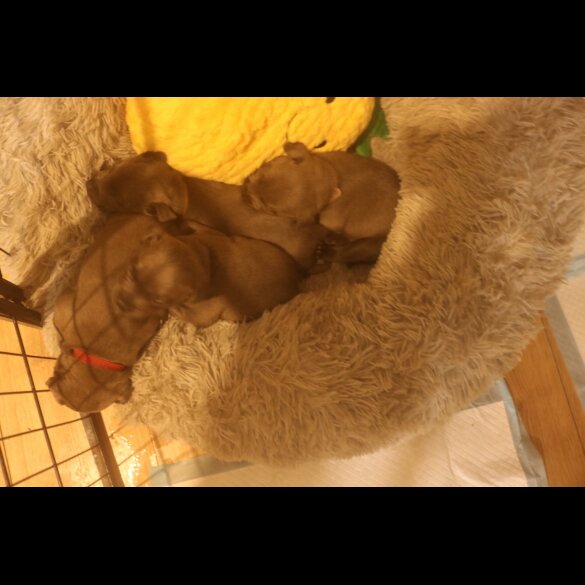 Staffordshire Bull Terrier