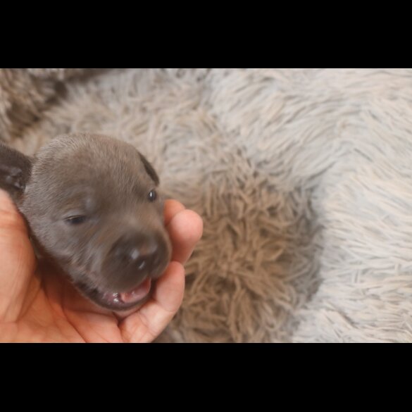 Staffordshire Bull Terrier