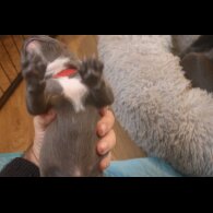 Staffordshire Bull Terrier